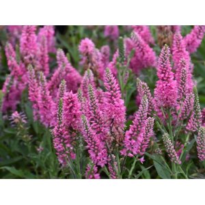  Veronika špicatá (Veronica spicata) ´BUBBLEGUM CANDLES´ kont. P9